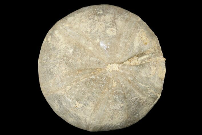 Jurassic Sea Urchin (Clypeus) Fossil - England #177055